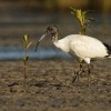Ibis australsky - Threskiornis moluccus - Australian Ibis 8856